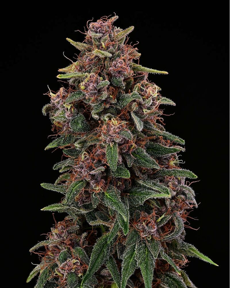 Amaretto Tarmac, Фасовка: 1, изображение 4